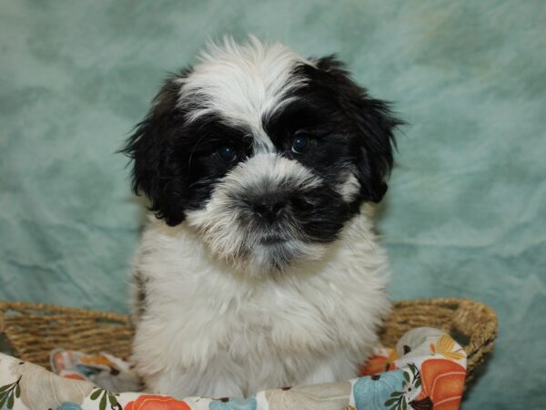 Teddy Bear-Dog-Male-Black and White-20611-Petland Dalton, Georgia