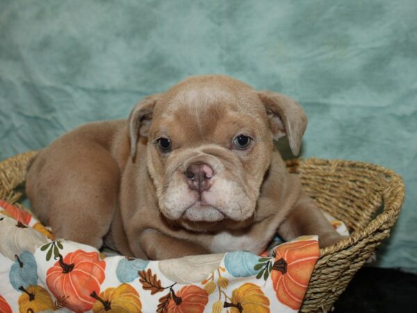 English Bulldog-Dog-Male-Blue-9563-Petland Dalton, Georgia