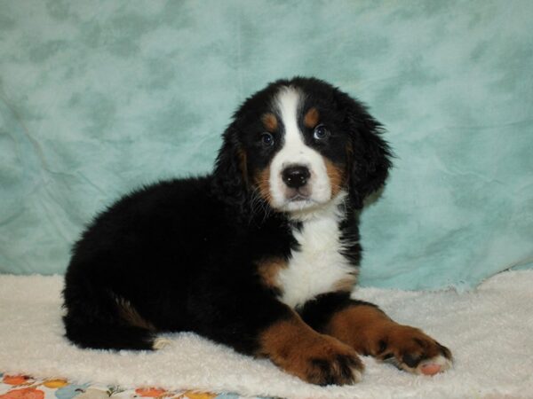 Bernese Mountain Dog-Dog-Male-Black and Rust-9560-Petland Dalton, Georgia