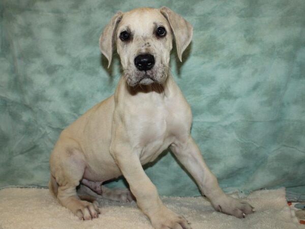 Great Dane-Dog-Male-Fawn-20609-Petland Dalton, Georgia