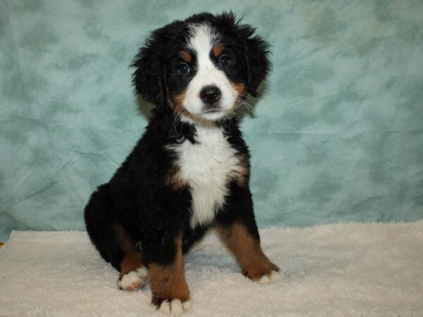 Bernese Mountain Dog Dog Female Black and Rust 20608 Petland Dalton, Georgia