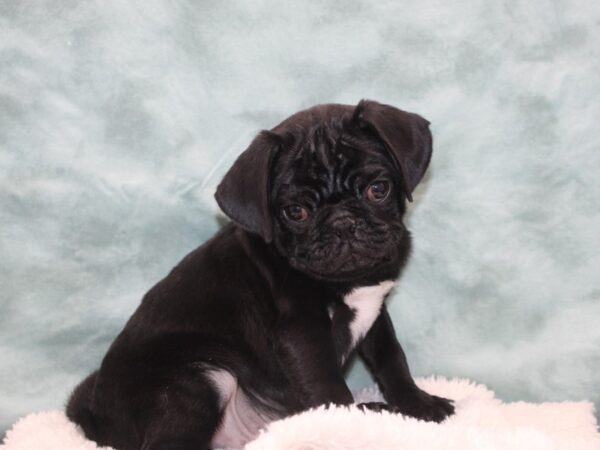 Pug Dog Male Black 9570 Petland Dalton, Georgia