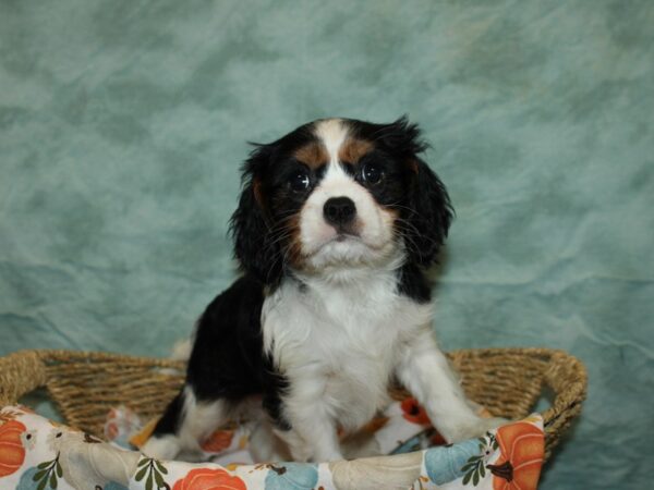 Cavalier King Charles Spaniel DOG Male Black Tan / White 9568 Petland Dalton, Georgia