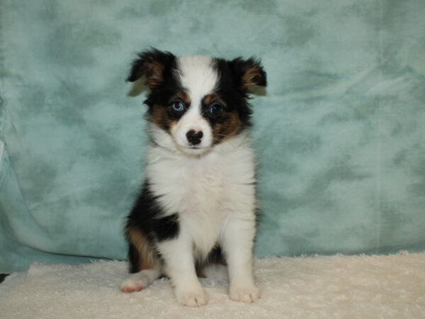 Toy Australian Shepherd-DOG-Female-Black Brown and White-20615-Petland Dalton, Georgia