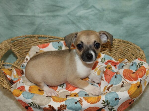 Chihuahua DOG Male Fawn 20614 Petland Dalton, Georgia