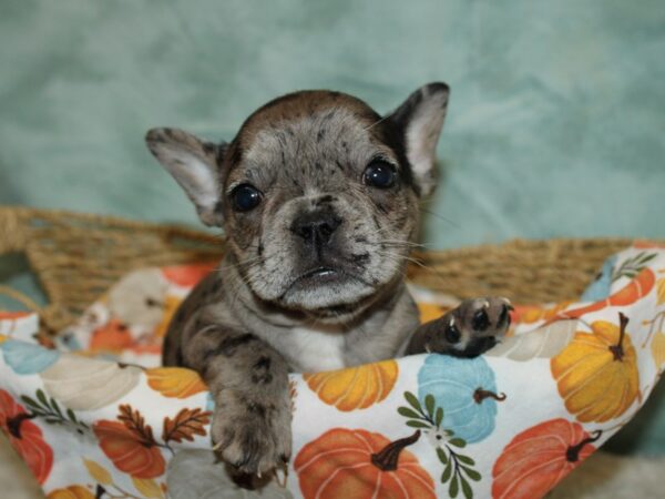 French Bulldog Dog Female Merle 20624 Petland Dalton, Georgia