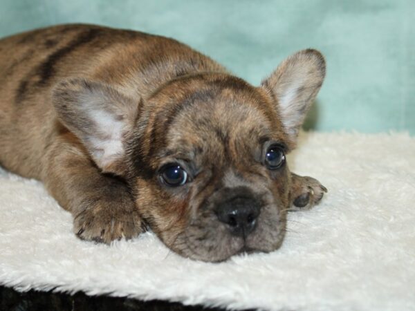 French Bulldog DOG Male Chocolate Merle 20622 Petland Dalton, Georgia