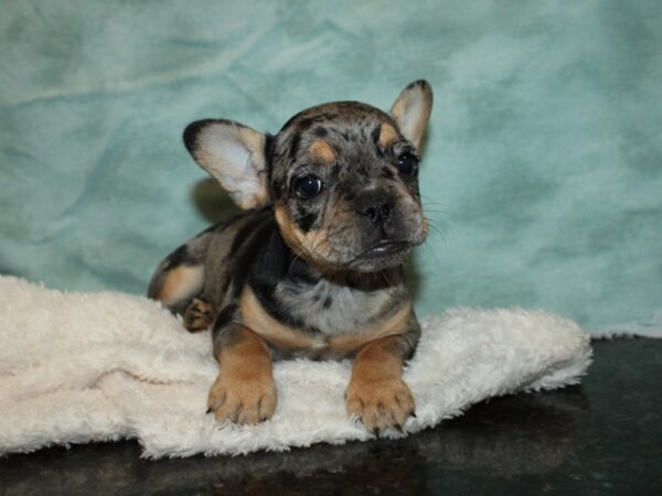 French Bulldog Dog Female Merle with Tan Markings 20625 Petland Dalton, Georgia