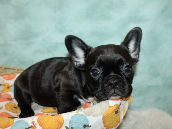 French Bulldog Dog Male Black 20621 Petland Dalton, Georgia