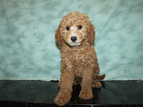 Miniature Goldendoodle-Dog-Female-Red-9579-Petland Dalton, Georgia