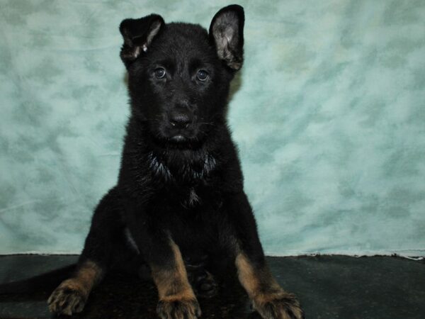 German Shepherd Dog DOG Male Black / Tan 20631 Petland Dalton, Georgia