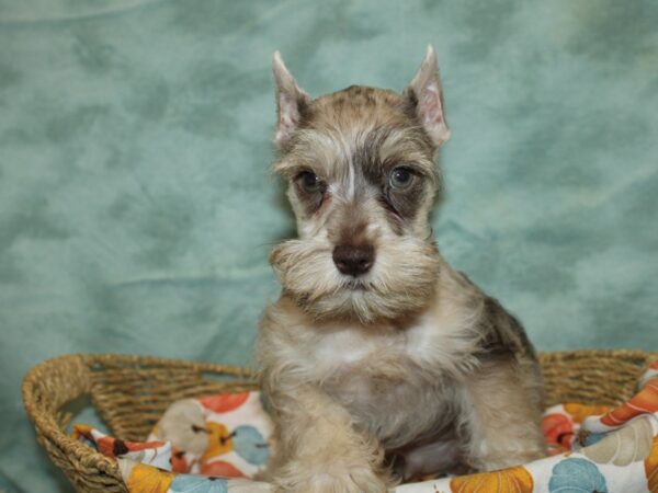 Miniature Schnauzer DOG Male Chocolate Merle 9575 Petland Dalton, Georgia