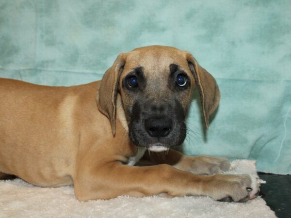 Great Dane Dog Female Fawn 20634 Petland Dalton, Georgia