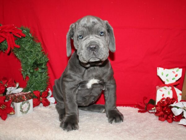 Neapolitan Mastiff Dog Female Blue 20667 Petland Dalton, Georgia