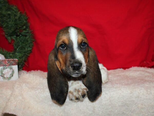 Basset Hound Dog Male Black White and Tan 20642 Petland Dalton, Georgia