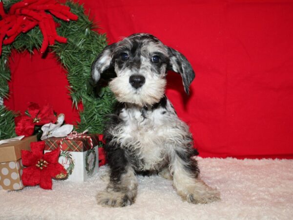 Schnoodle-DOG-Male-Blue Merle-9582-Petland Dalton, Georgia