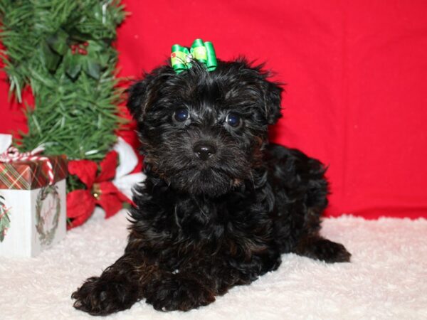 Morkie Dog Female Black / Tan 9585 Petland Dalton, Georgia