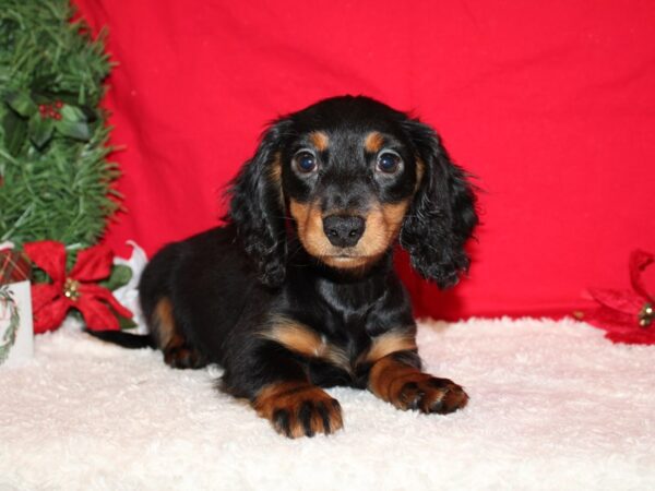 Dachshund Dog Female Black and Tan 20644 Petland Dalton, Georgia