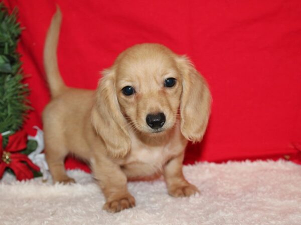 Dachshund DOG Male Fawn 20646 Petland Dalton, Georgia