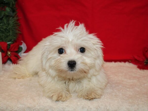 Maltese DOG Male White 20648 Petland Dalton, Georgia