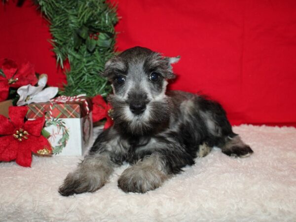 Miniature Schnauzer DOG Female Salt / Pepper 20663 Petland Dalton, Georgia