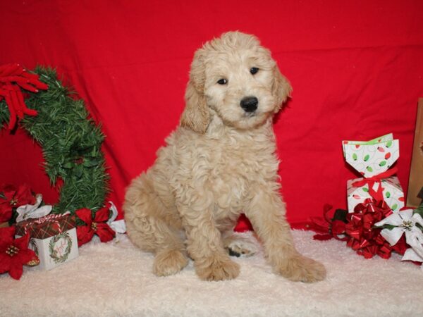 Goldendoodle Mini F1-DOG-Male-Cream-20668-Petland Dalton, Georgia