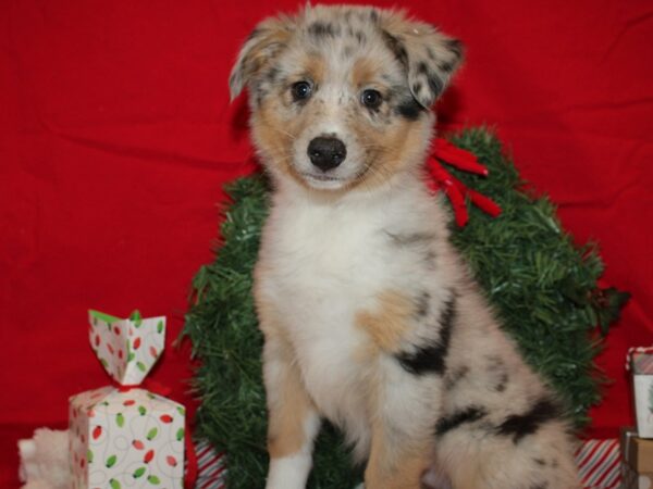 Australian Shepherd DOG Female Blue Merle White and Tan 20669 Petland Dalton, Georgia