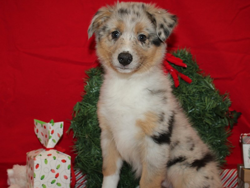 Australian Shepherd-Female-Blue Merle White and Tan-3895501-Petland Dalton