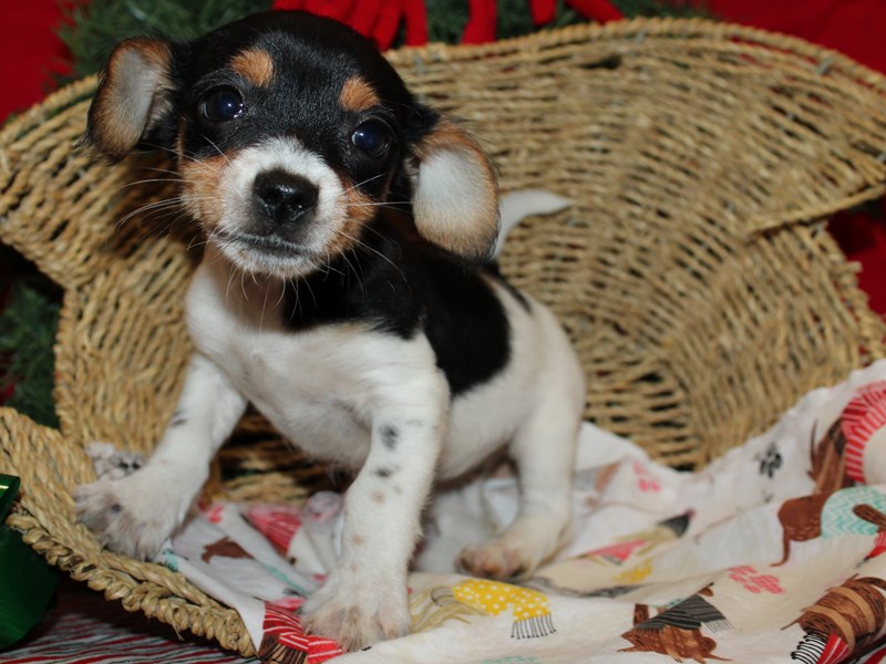 Chorkie-Female-Black and Tan-3895372-Petland Dalton