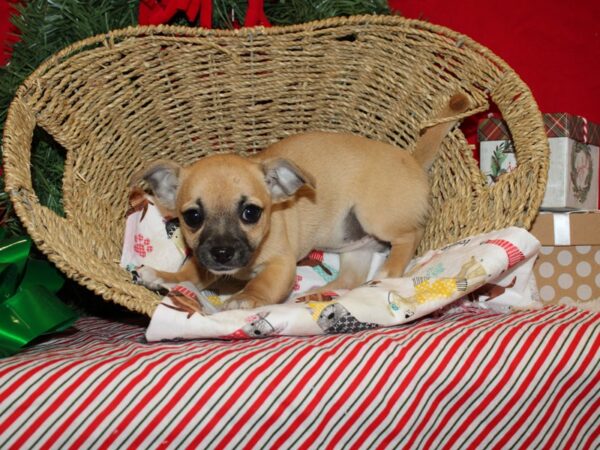 Chihuahua Dog Female Fawn 20670 Petland Dalton, Georgia