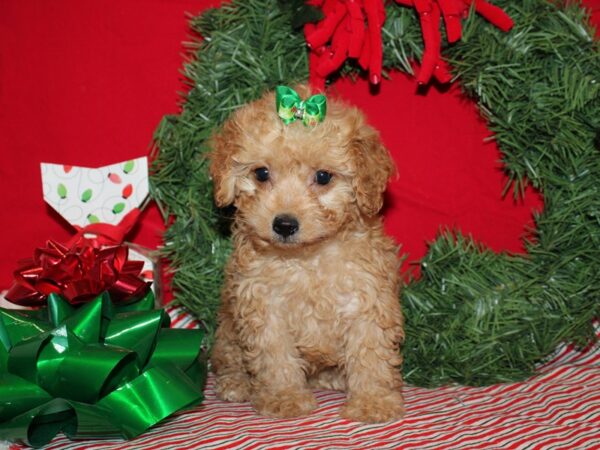 Bichapoo-DOG-Female-Red-20681-Petland Dalton, Georgia