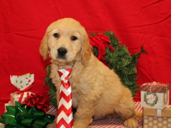 Golden Retriever Dog Male Golden 20679 Petland Dalton, Georgia