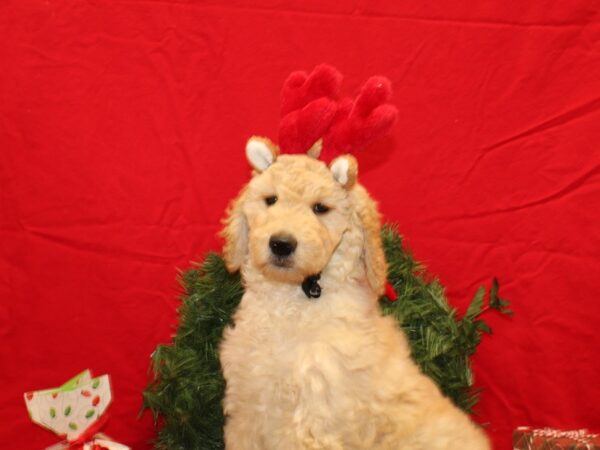 Goldendoodle Dog Female Cream 20685 Petland Dalton, Georgia