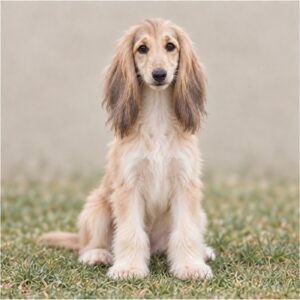 Afghan-Hound puppies breed
