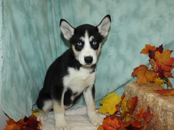 Siberian Husky-DOG-Female-Black & white-9521-Petland Dalton, Georgia