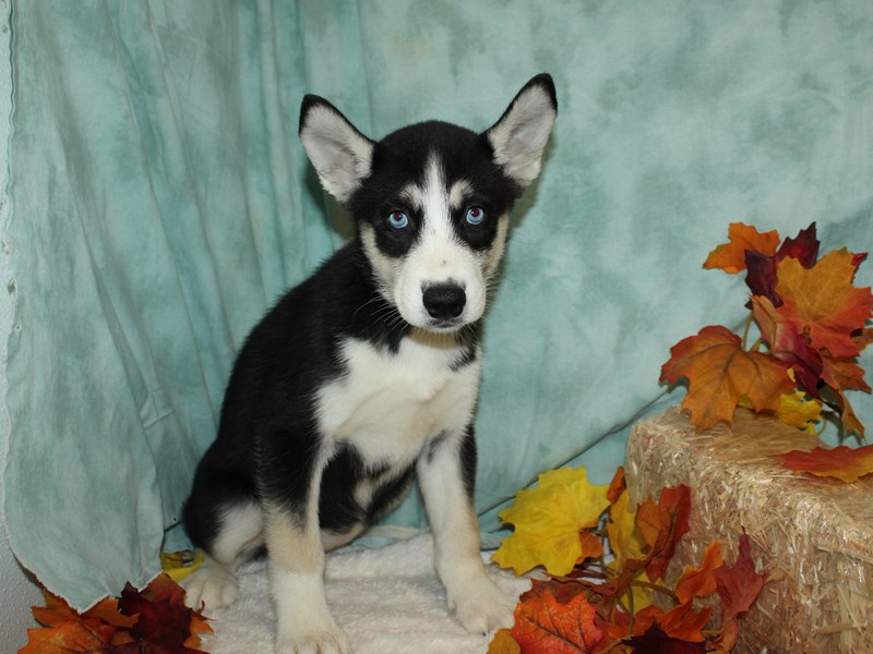 Siberian Husky Puppy Black & white ID:9521 Located at Petland