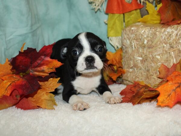 Boston Terrier DOG Female Black & white 9522 Petland Dalton, Georgia