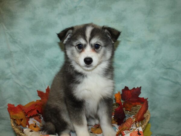 Huskimo DOG Female Black / White 9553 Petland Dalton, Georgia