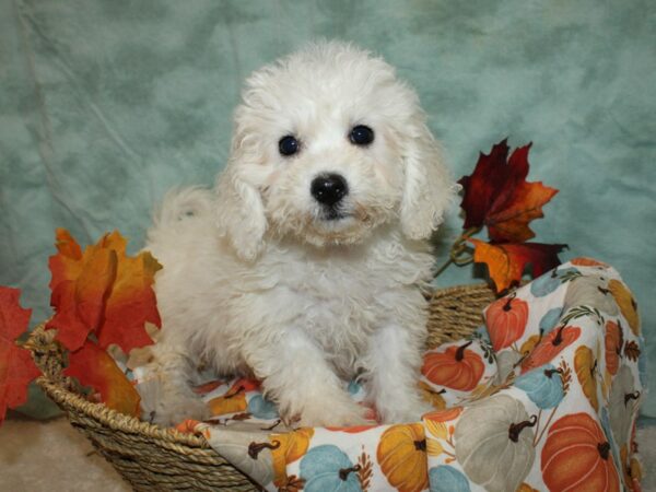 Bichon Frise Dog Female White 20593 Petland Dalton, Georgia