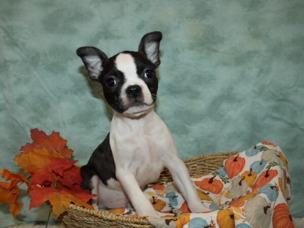 Boston Terrier Dog Male Black and White 9549 Petland Dalton, Georgia