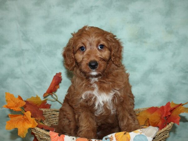 Bernedoodle F1B-DOG-Female-Red-9557-Petland Dalton, Georgia