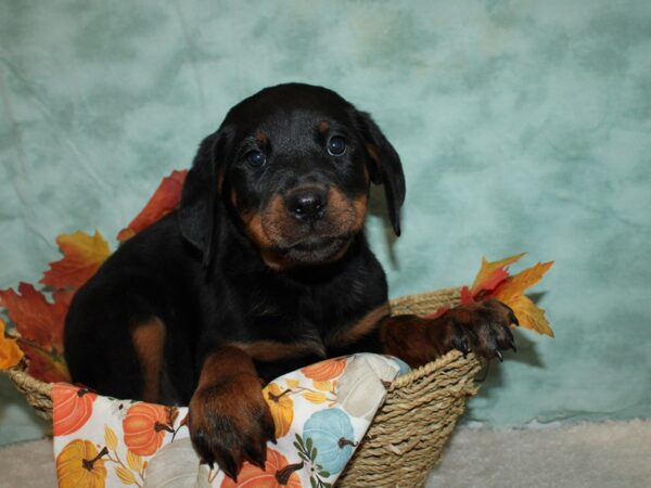 Rottweiler DOG Female Black / Tan 9555 Petland Dalton, Georgia