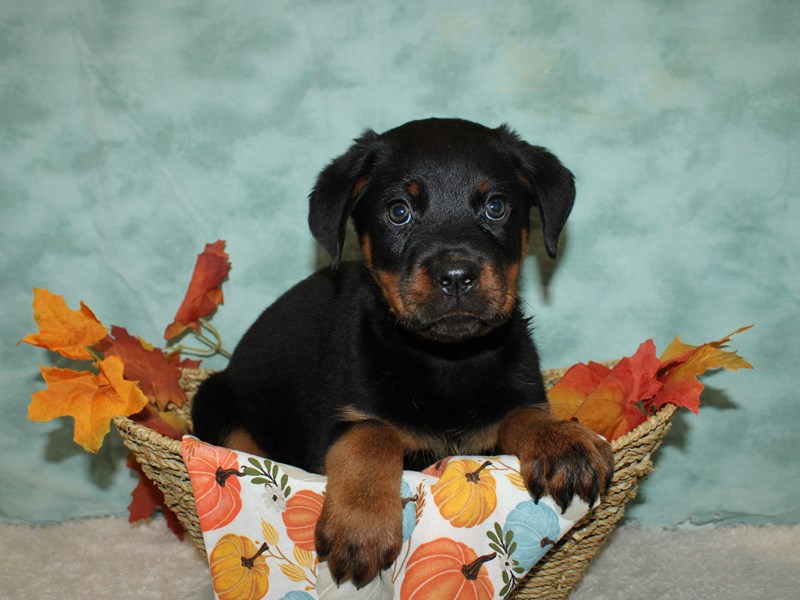 Rottweiler-Male-Blk & Tan-3852369-Petland Dalton