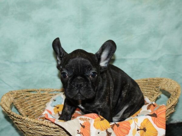 French Bulldog Dog Male Brindle 9565 Petland Dalton, Georgia