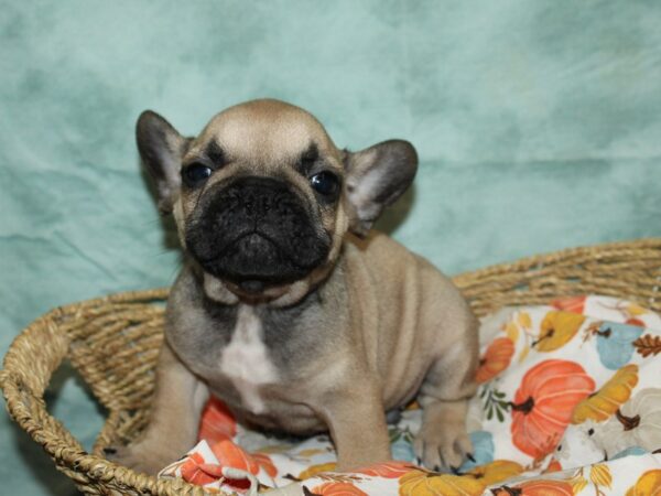 French Bulldog Dog Male Fawn 9564 Petland Dalton, Georgia