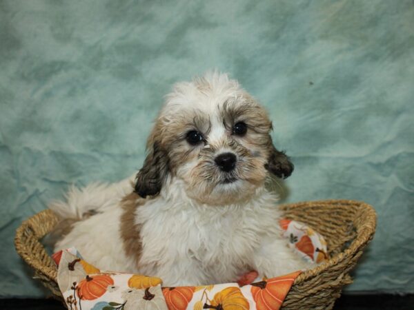 Teddy Bear-DOG-Female-Gold and White-9558-Petland Dalton, Georgia