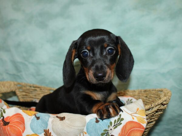 Dachshund Dog Female Black and Tan 9562 Petland Dalton, Georgia