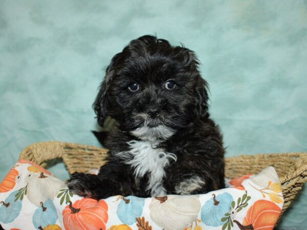 Lhasa Poo DOG Male Grizzle 9559 Petland Dalton, Georgia