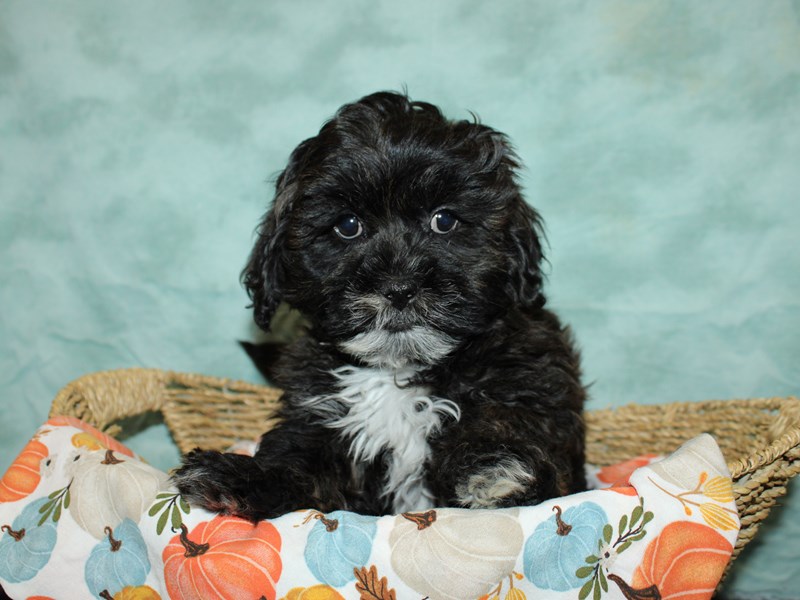 Lhasa Poo-Male-Grizzle-3859515-Petland Dalton
