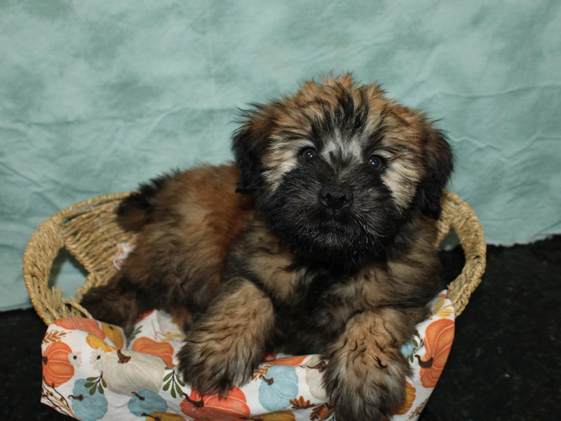 Soft Coated Wheaten Terrier-Male-Wheaten-3859453-Petland Dalton